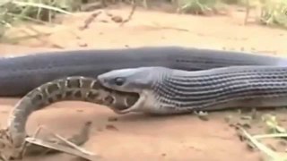 Python vs. Cobra ใครจะเป็นเจ้าแห่งสายพันธุ์