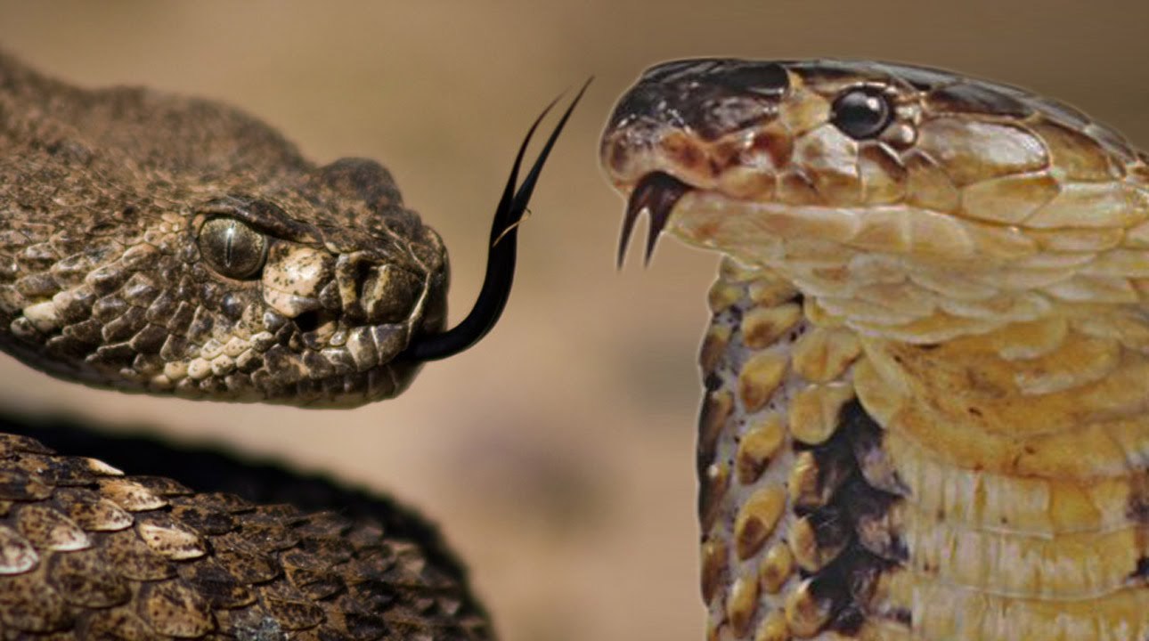 The fight of Snake vs Snake tribe การต่อสู้แห่งเผ่าพันธ์งู