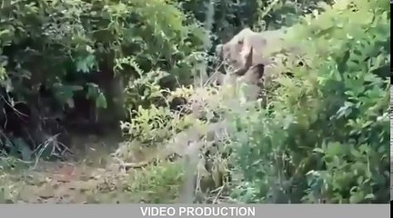 Wild Animal Attack- แรด vs เสือ จระเข้ vs ยีราฟ หมี vs สิงโต