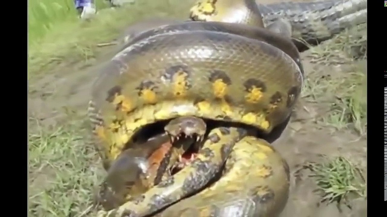 Wild Animal Attacks- การโจมตีของงูอนาคอนด้า ปะทะ จระเข้ นกนางแอ่น