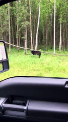 Bear scratches itch on tree