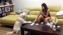 LABRADORS ARE AWES    [Funny Pets]