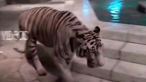 Funny Zoo Animal Surprise Attacks - Funny Animals Compilation