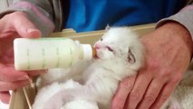 Kittens Being Bottle Fed  Compilation _ Cuteness overl