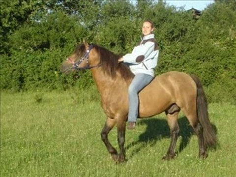 BOBTAIL DU SAULT ETALON CONNEMARA