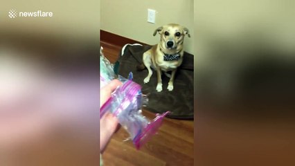Woman confronts guilty looking dog after he ate all the treats