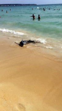 Panique sur les plages de Majorque en Espagne après la découverte de trois requins bleus aux abords de la plage - vidéo
