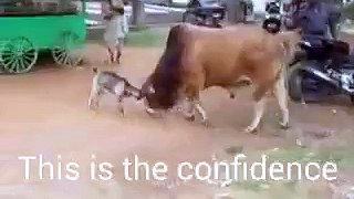 Fight With Cow