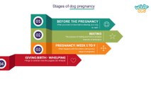 Stages of Dog Pregnancy