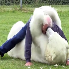 Des humains et des animaux inséparables