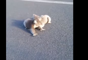 Fighting Koalas Shooed From Highway by Concerned Motorist
