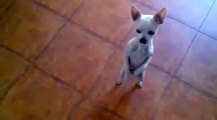 Perro bailando flamenco- impresionante perro baila inteligentemente es un perro muy adiestrado con caracteristicas unica
