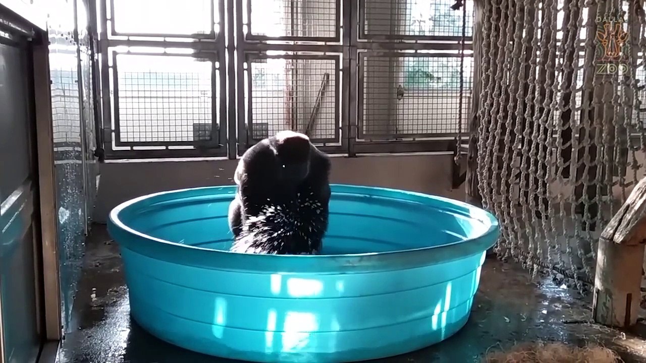 Flash Dance Gorilla