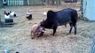 Bull and Goat fight / no one step down/ funny video viral