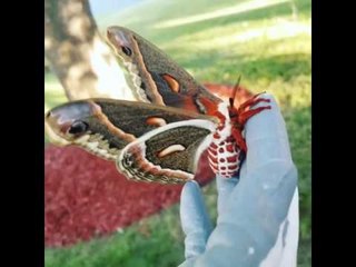 Stunning Cecropia Moth Spreads Its Wings