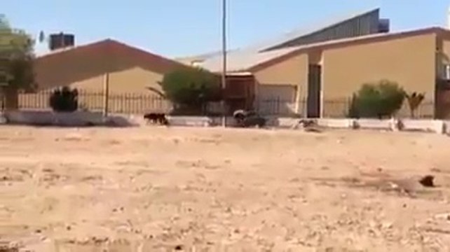 Un homme-chien en Afrique du Sud avec une meute de chiens