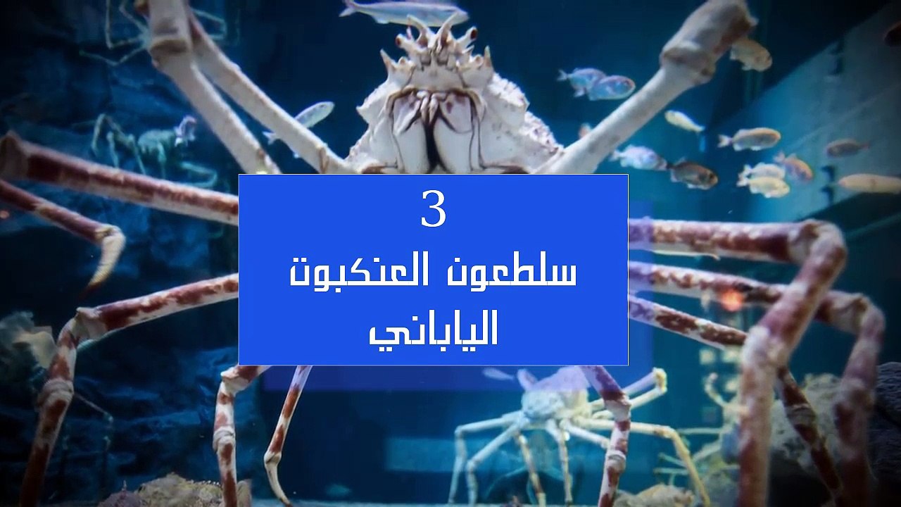 حيوانات لن تصدق انها موجودة