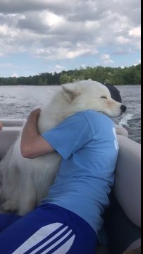 Ce chien ne décroche pas du calin dans les bras de son maître !