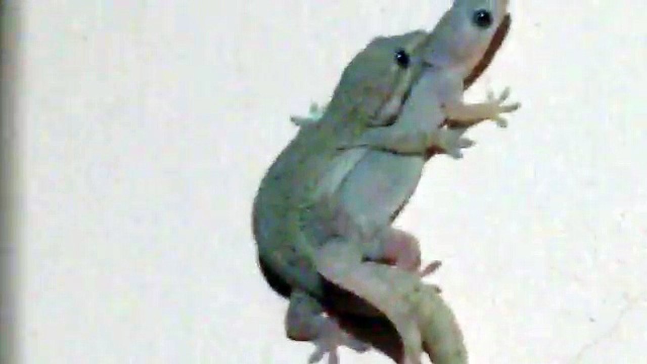 Funny Animals Mating New 2016 Small Animals