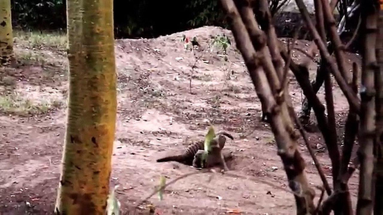 Mongoose Mating - Mating Mongoose 2015