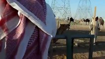 Mating Camel