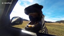 Curious zebra tries to eat camera at drive through zoo