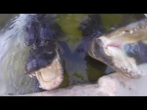 Alligator Bites GoPro Attached to Man's Head