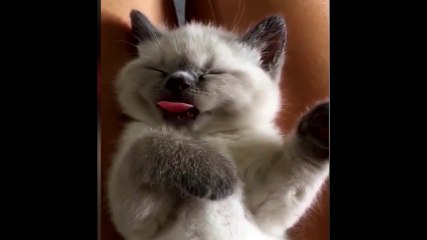 Rüyasında yemek yiyen sevimli kedi