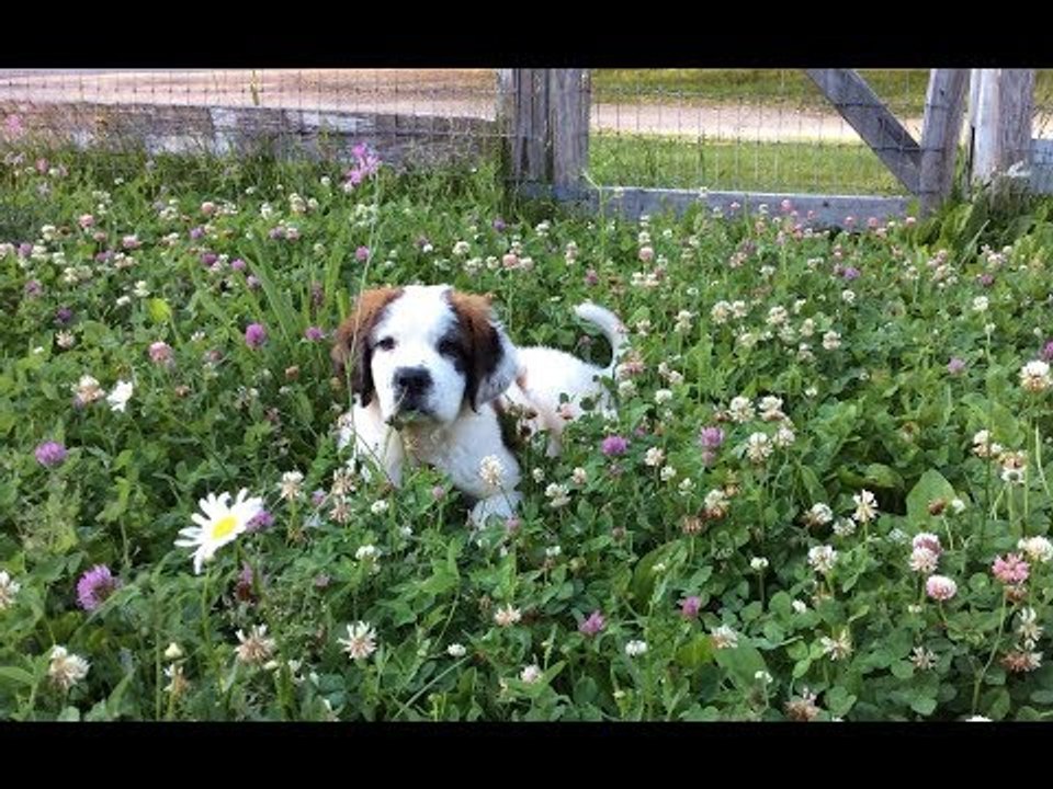 Saint Bernard Puppy Makes Friends With Goat Kids