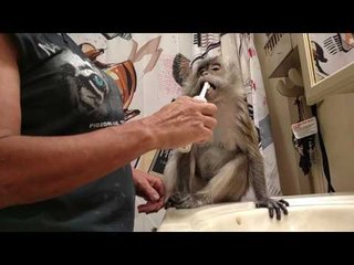 Pet Monkey Loves Getting Teeth Brushed