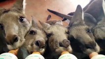 Des bébés kangourous orphelins se nourrissent au biberon