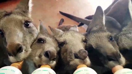 Des bébés kangourous orphelins se nourrissent au biberon