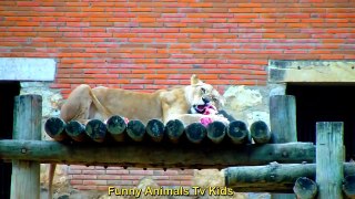 Rei Leão no Zoológic