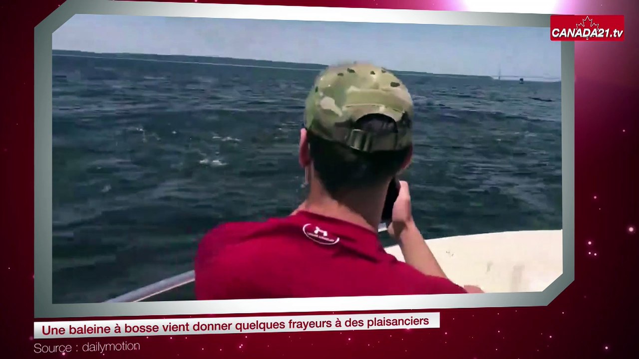 Une baleine à bosse vient donner quelques frayeurs à des plaisanciers