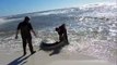 Ces 2 hommes vont sauver un requin échoué sur la plage