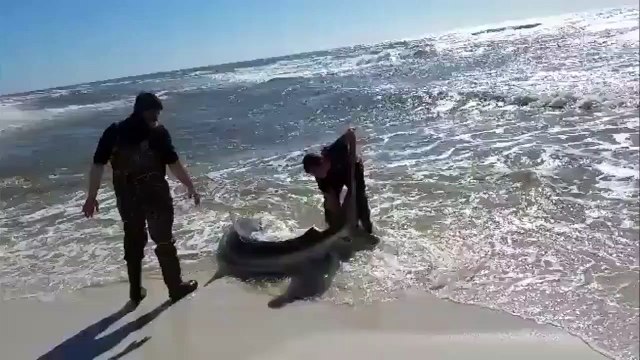 Ces 2 hommes vont sauver un requin échoué sur la plage
