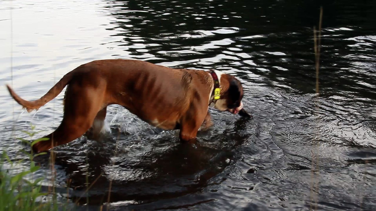 Geisha & Mikasuki des Steppes Perdues, 2017-06-24