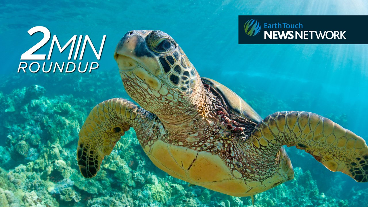 Sanctuary for snow leopards, new species & a turtle graveyard