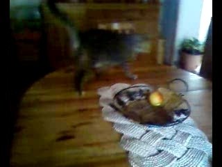 super-rat vs super-chien 4