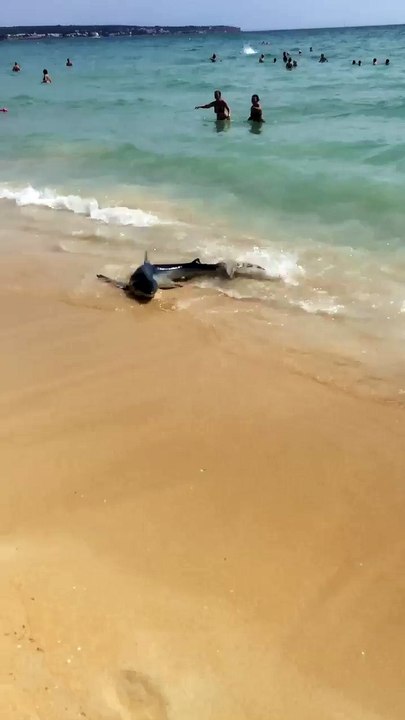 Un requin se retrouve sur une plage de Palma de Majorque
