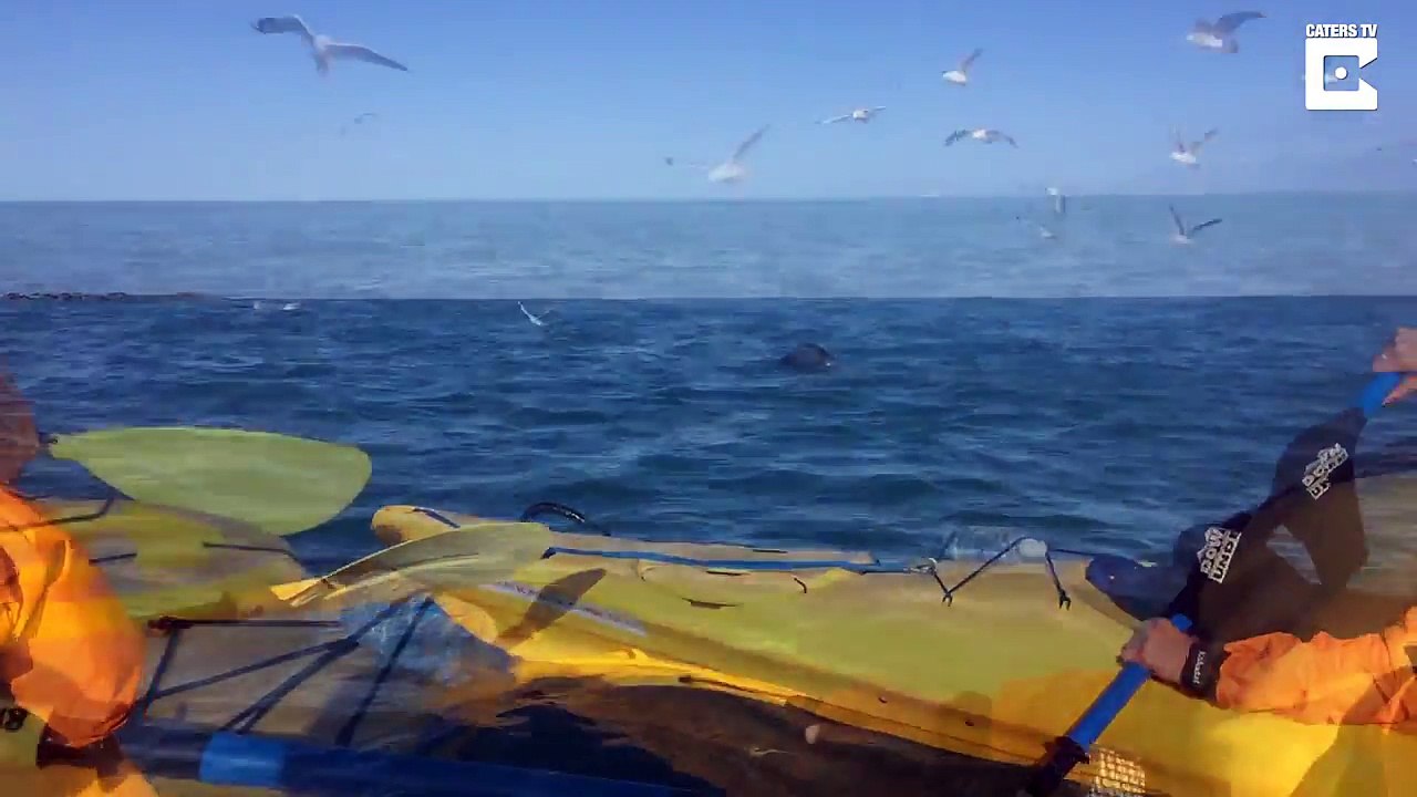 Epic Seal vs Octopus Battle