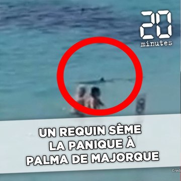 Un requin sème la panique à Palma de Majorque