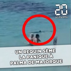 Un requin sème la panique à Palma de Majorque