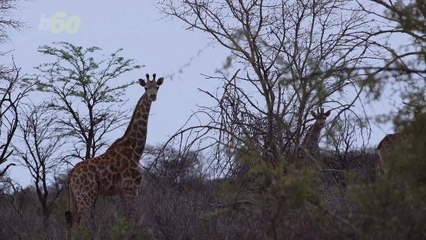 Are Giraffes The First To Get Struck By Lightning?