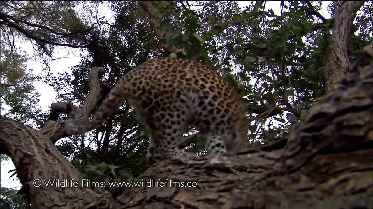 Ce léopard tue un babouin mais quand elle découvre son bébé tout Chang