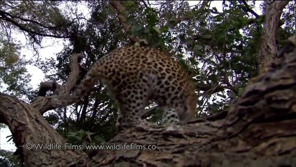 Ce léopard tue un babouin mais quand elle découvre son bébé tout Chang