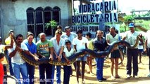 Vivant et le plus grand appareil photo pris déjà trouvé Méga sur serpent serpents ultime monde compilation