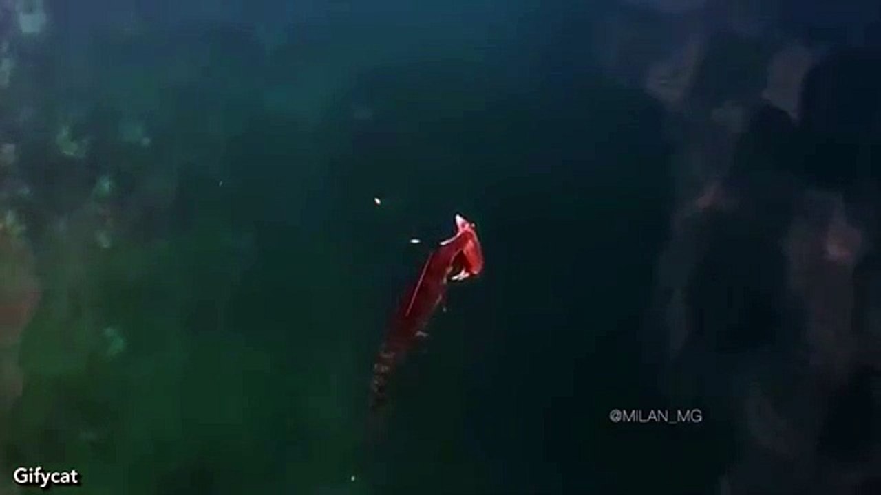 Un drone ha ripreso un coccodrillo mentre faceva questo con un maiale. Impressionante!