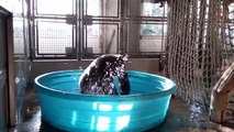 Ce gorille s’éclate dans une piscine et danse