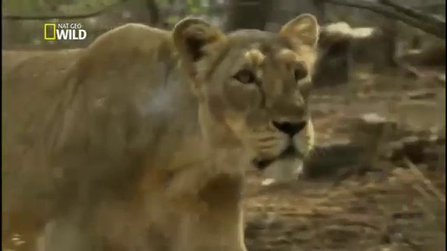 Índia Selvagem - O Reino dos Leões - Documentário - Dublado